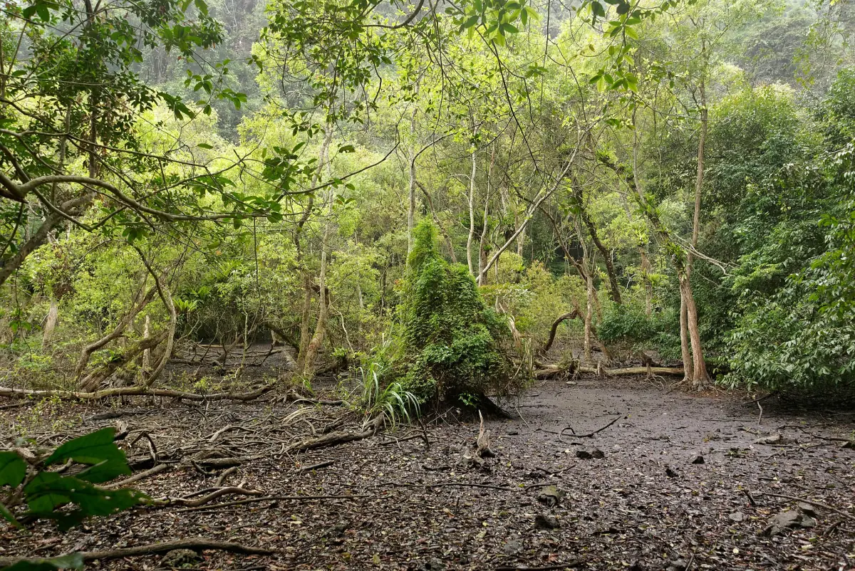Clairière à Ao Ech dans le parc national de Cat Ba