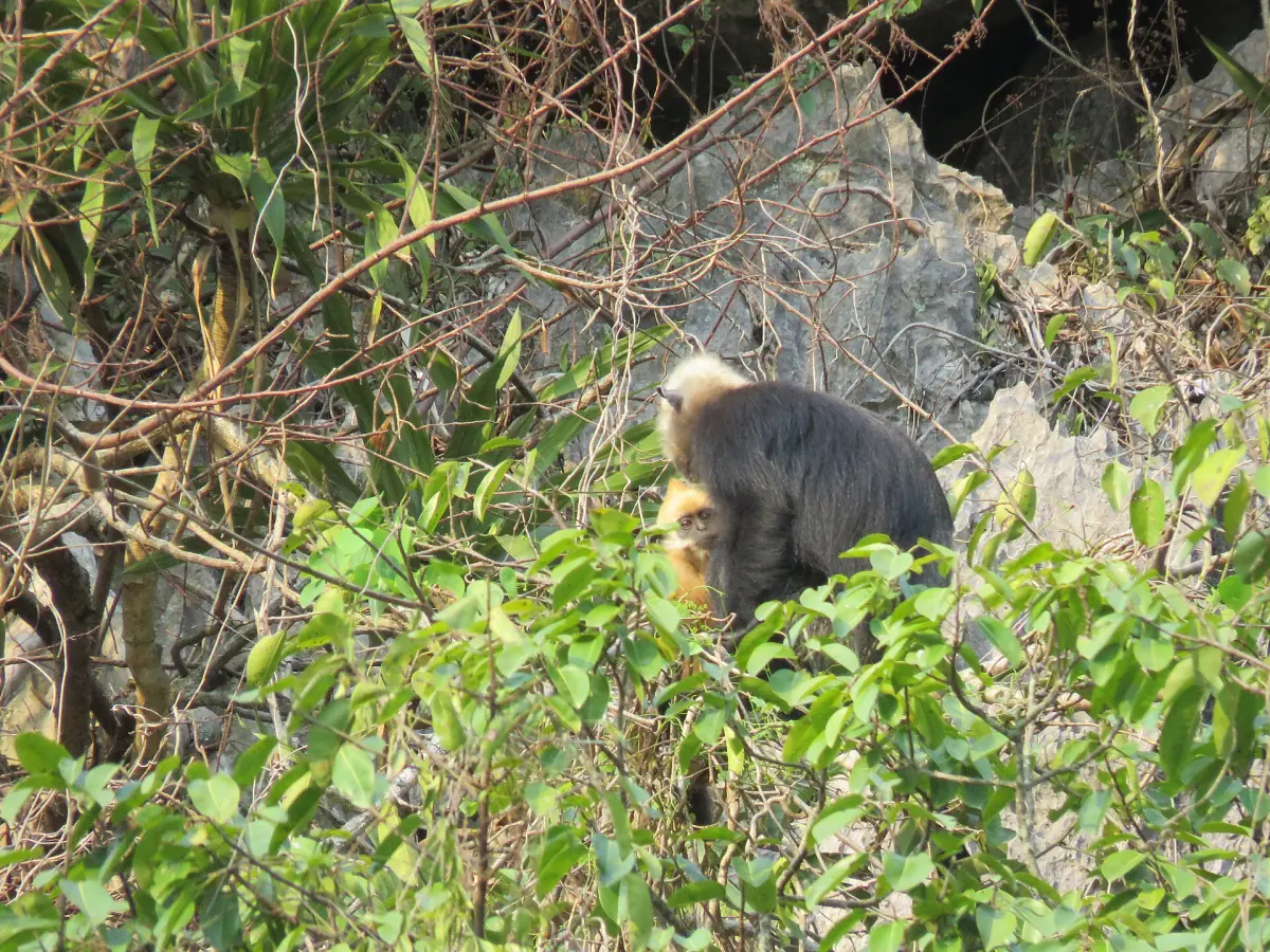 Ein Cat-Ba-Langur zwischen Felsen und Büschen