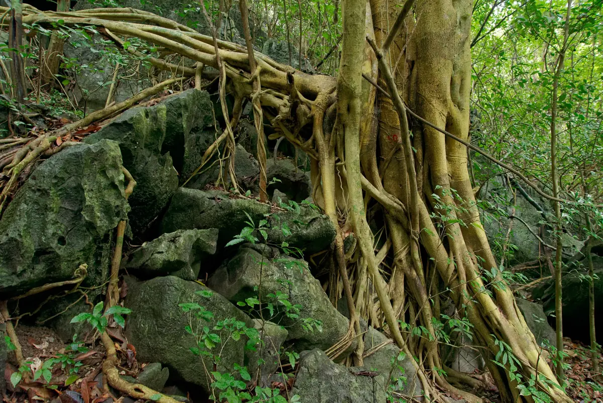 Feigenwurzeln und Kalkstein im Wald des Nationalparks Cat Ba